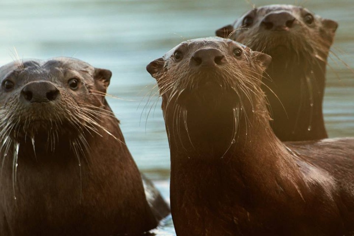 happy river otter