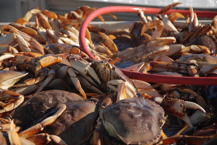 CDFW News  CDFW Restricts Recreational Crab Traps and Delays the  Commercial Dungeness Crab Fishery to Protect Whales from Entanglement