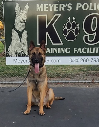 Sheriff's office honors Crescent City hero with K9 name, News