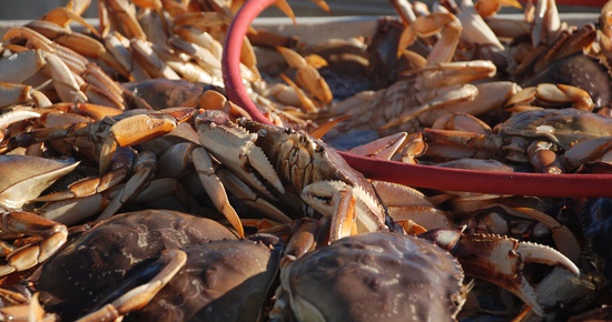 Five Days Into Commercial Dungeness Season Seafood Buyers Fishermen Haggle Over Price Wild Rivers Outpost Del Norte Curry Counties