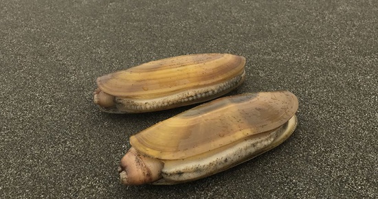 Unsafe Domoic Acid Levels Prompt Razor Clam Fishery Closure; CDFW