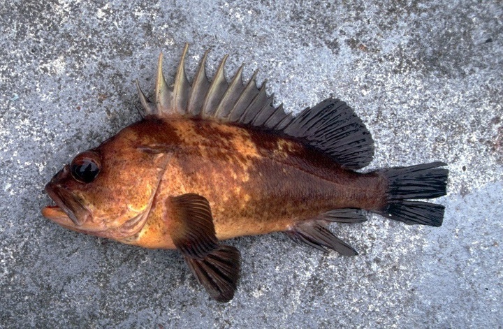 Groundfish Closure: State Department of Fish and Wildlife Questions Science  On Quillback Rockfish Overfishing Status in California, PFMC At Odds Over  Rebuilding Analysis, Wild Rivers Outpost
