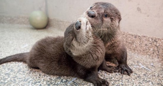 (VIDEO) Orphaned Otter Pup Rescued From Gold Beach Construction Site ...